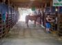4-H and FFA participants had much to be proud of during the fair.