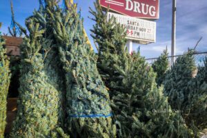 YMCA Christmas tree sales 2021