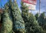 YMCA Christmas tree sales 2021