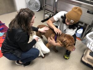 Oskaloosa Middle School staff assisted at Stephen Memorial Animal Shelter on Monday (submitted photo)