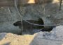 Broken water main in Oskaloosa on Sunday, February 5th, 2023. (photo by Joe Milledge/KIIC)