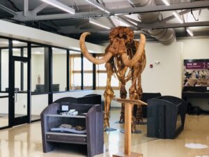 A life-size mammoth replica is now on display at the Mahaska County Environmental Learning Center.
