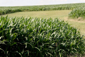 Last week was the wettest in Iowa since early May. (Photo by Jared Strong/Iowa Capital Dispatch)