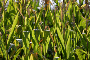  The share of the state’s corn crop rated good or excellent declined by 6 percentage points last week. (Photo by Jared Strong/Iowa Capital Dispatch)