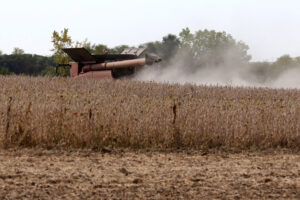 Soybeans are harvested from a western Iowa field. (Photo by Jared Strong/Iowa Capital Dispatch)