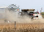 Iowa farmers have harvested almost all of the state's soybeans. (Photo by Jared Strong/Iowa Capital Dispatch)
