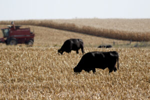 Farmers have been grazing their cattle on harvested corn fields. (Photo by Jared Strong/Iowa Capital Dispatch)