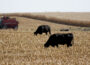Farmers have been grazing their cattle on harvested corn fields. (Photo by Jared Strong/Iowa Capital Dispatch)