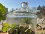 Terrarium in a small glass container with lid open to eliminate excess moisture.
