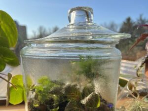  Terrarium in a small glass container with lid open to eliminate excess moisture.