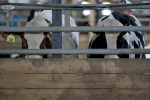 So far no cows in Iowa have been reported to be infected with avian flu. (Photo by Jared Strong/Iowa Capital Dispatch)