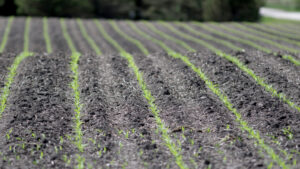  About 47% of the state's corn crop has emerged from the ground. (Photo by Jared Strong/Iowa Capital Dispatch)