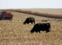 Dairy cattle participating in Iowa fairs or exhibitions will be required to undergo more testing as state officials hope to limit the spread of bird flu. (Photo by Jared Strong/Iowa Capital Dispatch)