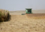 A farmer harvests soybeans in western Iowa in early October 2023. (Photo by Jared Strong/Iowa Capital Dispatch)