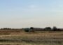 A tractor during corn harvest in a field alongside east-bound Interstate 80. (Cami Koons / Iowa Capital Dispatch)