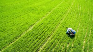 An Iowa survey following conservation practices that reduce nutrient runoff, shows an increase in cover cropping in the state. (Photo by Edwin Remsberg and USDA-SARE)