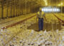Broiler hens in a chicken house. (Photo by Bob Nichols/USDA)