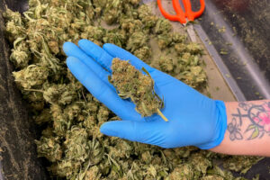  Robust Cannabis has a 75,000-square-foot greenhouse in Missouri, one of the states Iowans visit to buy cannabis products that are illegal in their home state. (Photo by Rebecca Rivas/The Missouri Independent)
