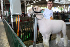  Sheep at the Iowa State Fair. (Photo by Jared Strong/Iowa Capital Dispatch)