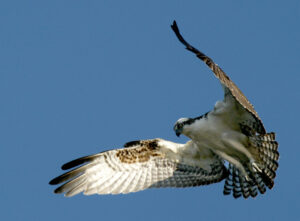  Osprey populations are growing in Iowa years after a restoration program. (Photo by Ron Holmes/U.S. Fish and Wildlife Service)