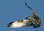 Osprey populations are growing in Iowa years after a restoration program. (Photo by Ron Holmes/U.S. Fish and Wildlife Service)