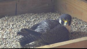  Peregrine falcon nests are monitored in Iowa. A peregrine falcon rests on its eggs in a nest on the Dubuque County Courthouse in 2017, which can be seen on livestream. (Photo courtesy of Dubuque County falcon camera) 