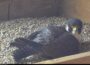 Peregrine falcon nests are monitored in Iowa. A peregrine falcon rests on its eggs in a nest on the Dubuque County Courthouse in 2017, which can be seen on livestream. (Photo courtesy of Dubuque County falcon camera)