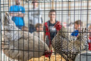 Third grade students observe a pair of chickens during the Agriculture Education Day at the Southern Iowa Fairgrounds. The event, supported by local FFA members and volunteers, gave students hands-on experiences with farm animals while learning where their food comes from. (Photo by Oskaloosa News)