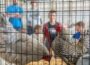 Third grade students observe a pair of chickens during the Agriculture Education Day at the Southern Iowa Fairgrounds. The event, supported by local FFA members and volunteers, gave students hands-on experiences with farm animals while learning where their food comes from. (Photo by Oskaloosa News)