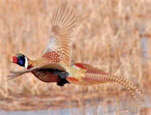  Pheasant harvests in 2024 were slightly down from the previous year, but still one of the highest seasons in nearly two decades. (Image courtesy of U.S. Fish and Wildlife Service)