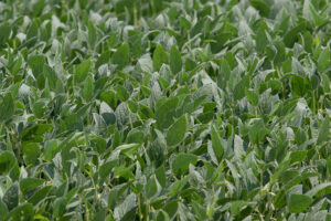 Soybeans growing in a western Iowa field in August 2023. (Photo by Jared Strong/Iowa Capital Dispatch)