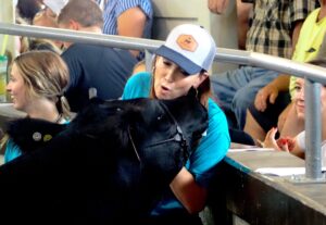  U.S. Secretary of Agriculture Brooke Rollins presented the steer Snoop Dog at the Governor’s Charity Steer Show during the Iowa State Fair Aug. 9, 2025. (Photo by Robin Opsahl/Iowa Capital Dispatch)