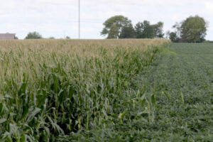  Corn and soybeans near Lake City in August, 2022. (Photo by Jared Strong/Iowa Capital Dispatch)