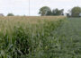 Corn and soybeans near Lake City in August, 2022. (Photo by Jared Strong/Iowa Capital Dispatch)