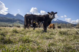 The U.S. Department of Agriculture rolled out a new plan to help the cattle industry and lower beef prices. (Photo by Preston Keres/USDA)