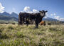 The U.S. Department of Agriculture rolled out a new plan to help the cattle industry and lower beef prices. (Photo by Preston Keres/USDA)
