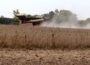 Soybeans are harvested from a western Iowa field. (Photo by Jared Strong/Iowa Capital Dispatch)