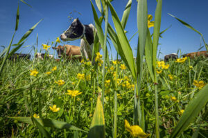  Cows graze at Nice Farms Creamery in Federalsburg, Maryland.  (Photo by Preston Keres/USDA)