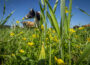 Cows graze at Nice Farms Creamery in Federalsburg, Maryland. (Photo by Preston Keres/USDA)
