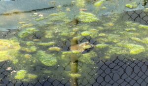  An American bullfrog pokes its head out of the water. (Photo by Karsan Turner for Iowa Capital Dispatch) 