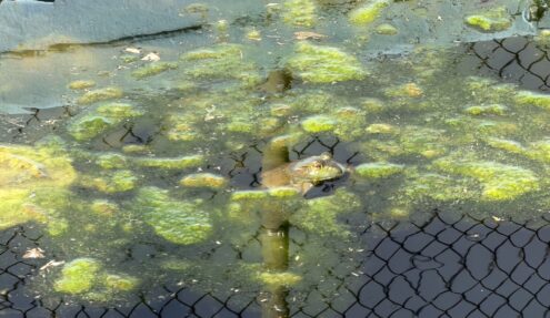 An American bullfrog pokes its head out of the water. (Photo by Karsan Turner for Iowa Capital Dispatch)