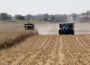 A farmer harvests corn in western Iowa. (Photo by Jared Strong/Iowa Capital Dispatch)
