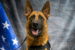 Oskaloosa Police Department's K9 Rodie