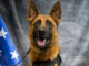 Oskaloosa Police Department's K9 Rodie