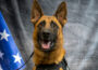 Oskaloosa Police Department's K9 Rodie