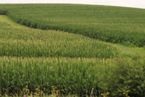 Corn tassels appear on a crop in Marshall County, Iowa July 10, 2026. (Photo by Cami Koons/Iowa Capital Dispatch)