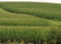 Corn tassels appear on a crop in Marshall County, Iowa July 10, 2026. (Photo by Cami Koons/Iowa Capital Dispatch)