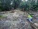 Baylor University doctoral student April Cerami examines fossil-bearing rock at Russell Wildlife Area in Mahaska County. Cerami is studying unusual growth defects in marine animals that lived in Iowa more than 300 million years ago. submitted photo