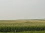 Cropland in eastern Iowa has a haze along the horizon July 19, 2026 due to smoke from wildfires in Canada. (Photo by Cami Koons/Iowa Capital Dispatch)