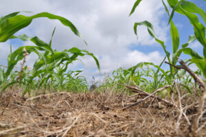  A local effort to “batch” cover crop implementation can help lower barriers to entry, according to an ag conservation group. (Photo by USDA)